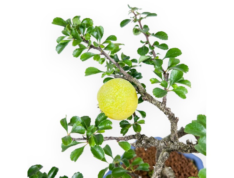 Chaenomeles Bonsai – Quince %separator% %category%