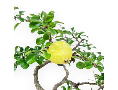 Bonsái de Chaenomeles - Membrillo %separator% %category%