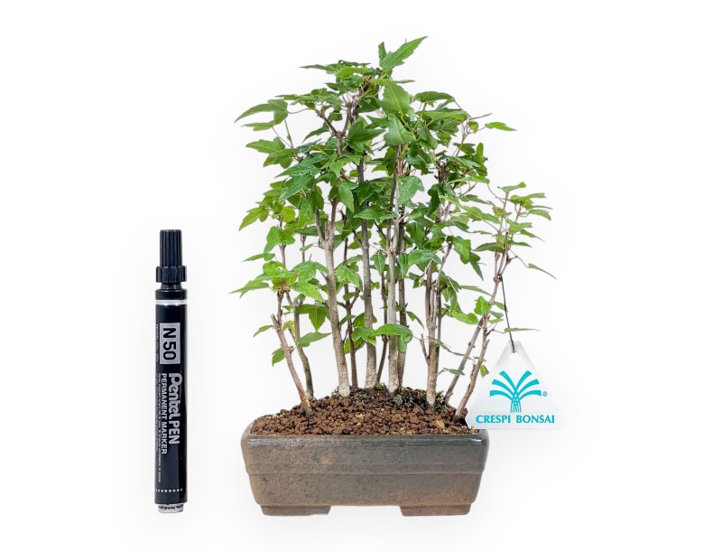 Bonsai shohin di Acer buergerianum - Acero %separator% %category%