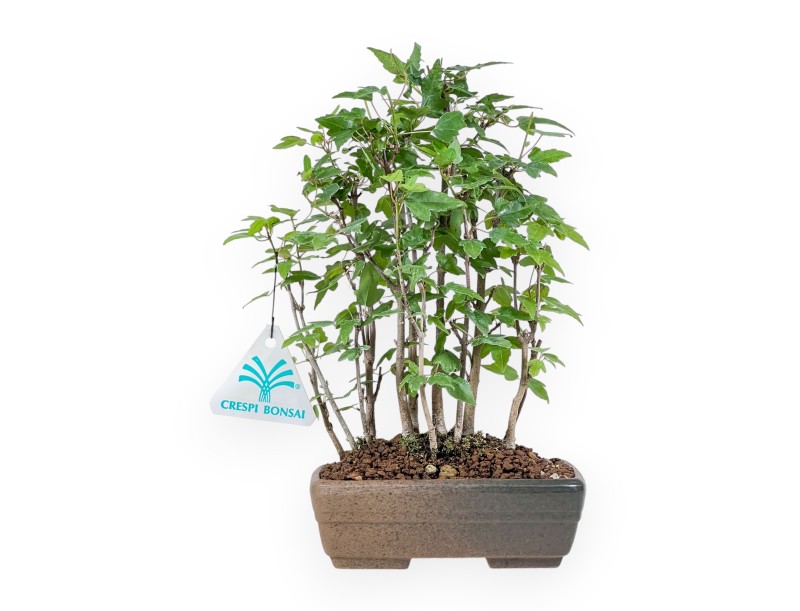Shohin bonsai of Acer buergerianum - Maple %separator% %category%