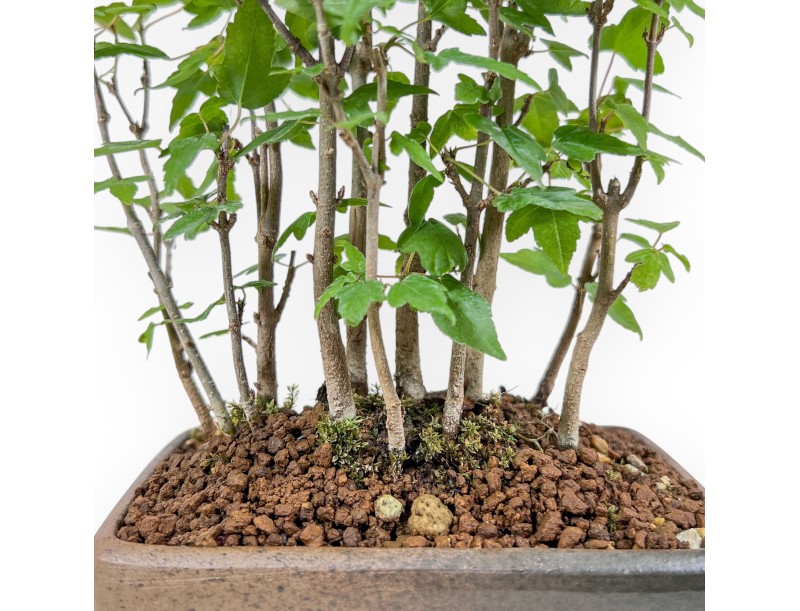 Shohin bonsai of Acer buergerianum - Maple %separator% %category%
