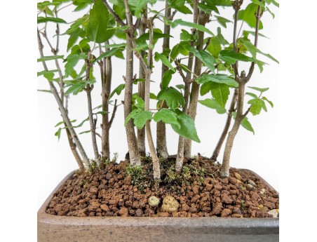 Shohin bonsai van Acer buergerianum - Esdoorn %separator% %category%
