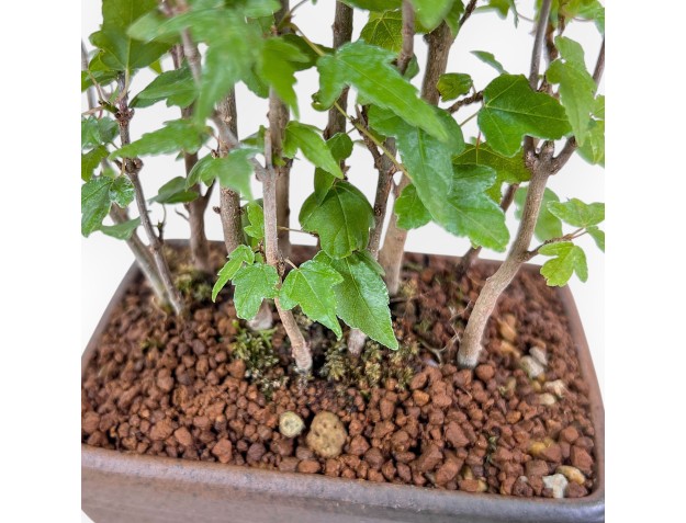 Shohin bonsai of Acer buergerianum - Maple %separator% %category% 2
