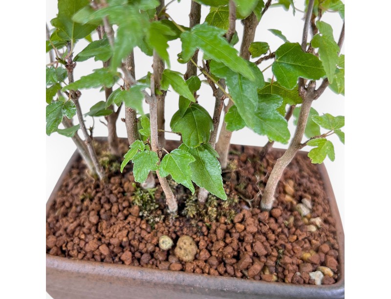 Bonsai shohin di Acer buergerianum - Acero %separator% %category%