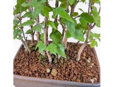 Bonsaï shohin d'Acer buergerianum - Érable %separator% %category%