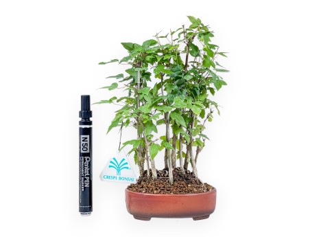 Bonsái shohin de Acer buergerianum - Arce %separator% %category%