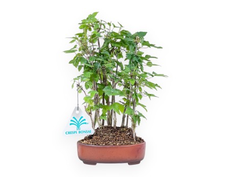 Shohin-Bonsai aus Acer buergerianum – Ahorn %separator% %category%
