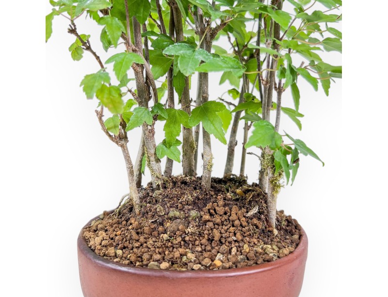 Bonsai shohin di Acer buergerianum - Acero %separator% %category%