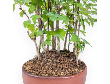 Shohin bonsai of Acer buergerianum - Maple %separator% %category%