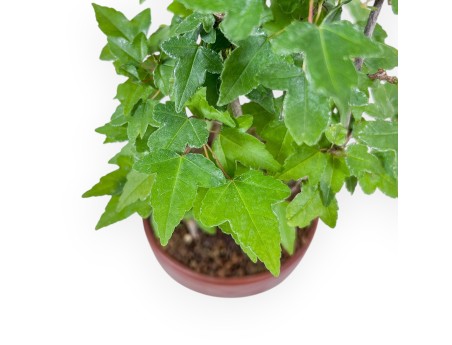 Bonsái shohin de Acer buergerianum - Arce %separator% %category%