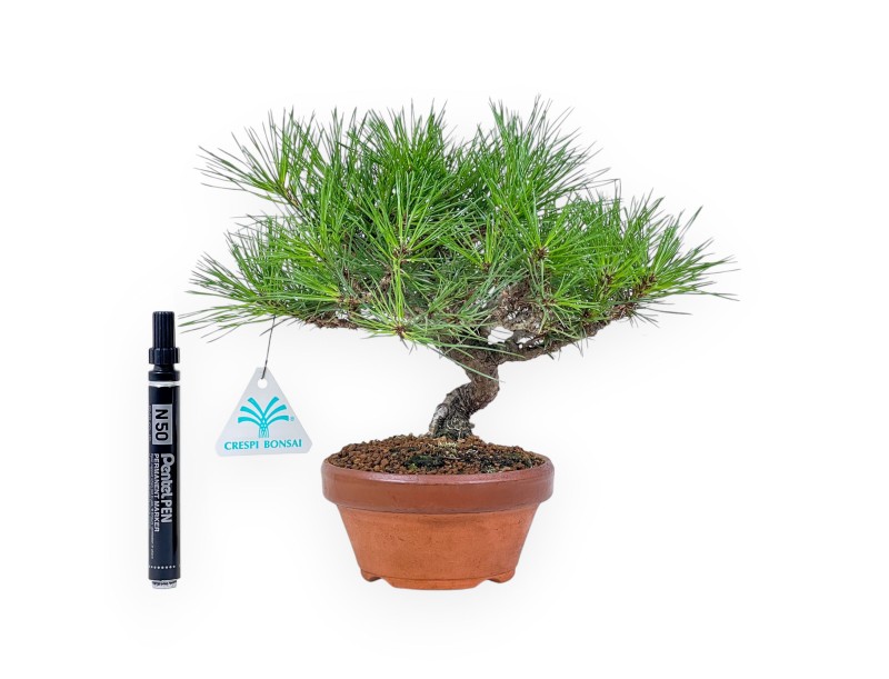 Bonsaï shohin de Pinus thunbergii - Pin noir %separator% %category%