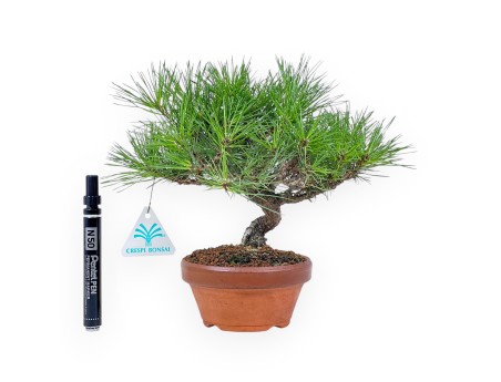 Shohin bonsai van Pinus thunbergii - Zwarte den %separator% %category%