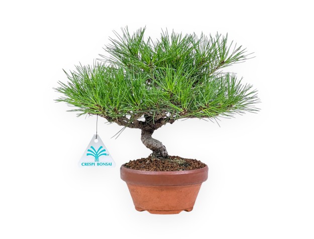 Bonsai shohin di Pinus thunbergii - Pino nero %separator% %category%