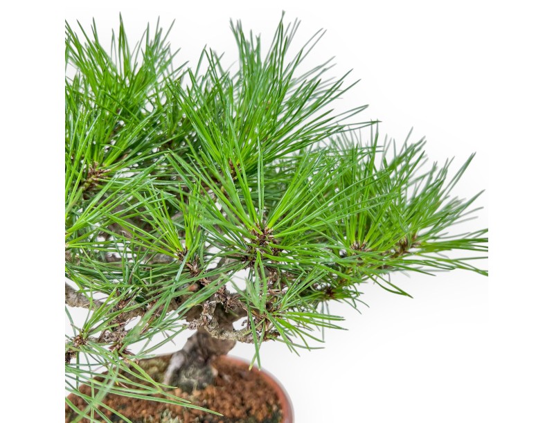 Shohin Bonsai aus Pinus thunbergii – Schwarzkiefer %separator% %category%