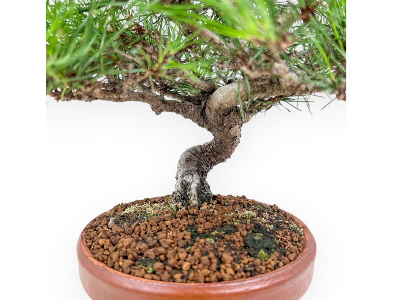 Shohin Bonsai aus Pinus thunbergii – Schwarzkiefer %separator% %category%