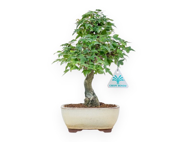 Bonsai di Acer buergerianum - Acero %separator% %category%