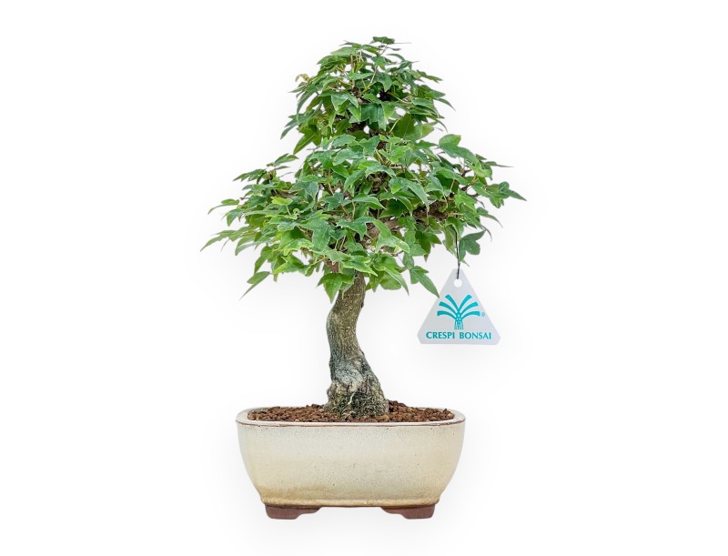 Bonsai van Acer buergerianum - Esdoorn %separator% %category%