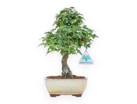 Bonsaï d'Acer buergerianum - Érable %separator% %category%