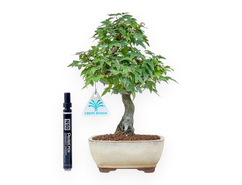 Acer buergerianum bonsai - Maple %separator% %category%