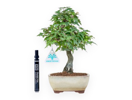 Bonsaï d'Acer buergerianum - Érable %separator% %category%