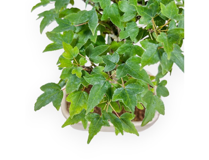 Bonsai aus Acer buergerianum – Ahorn %separator% %category%