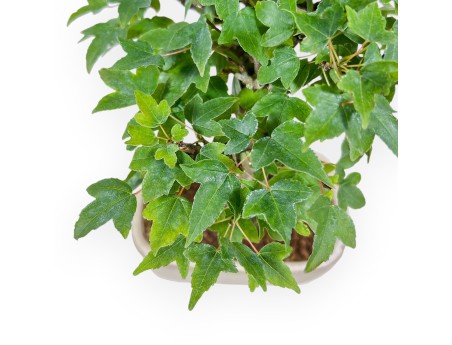 Bonsái de Acer buergerianum - Arce %separator% %category%