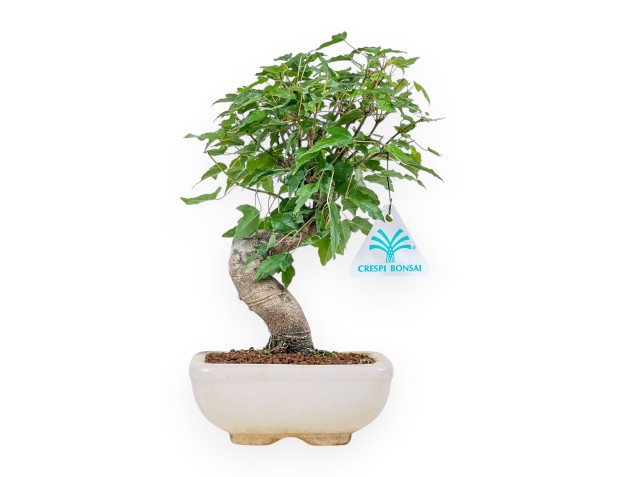 Bonsái de Acer buergerianum - Arce %separator% %category%