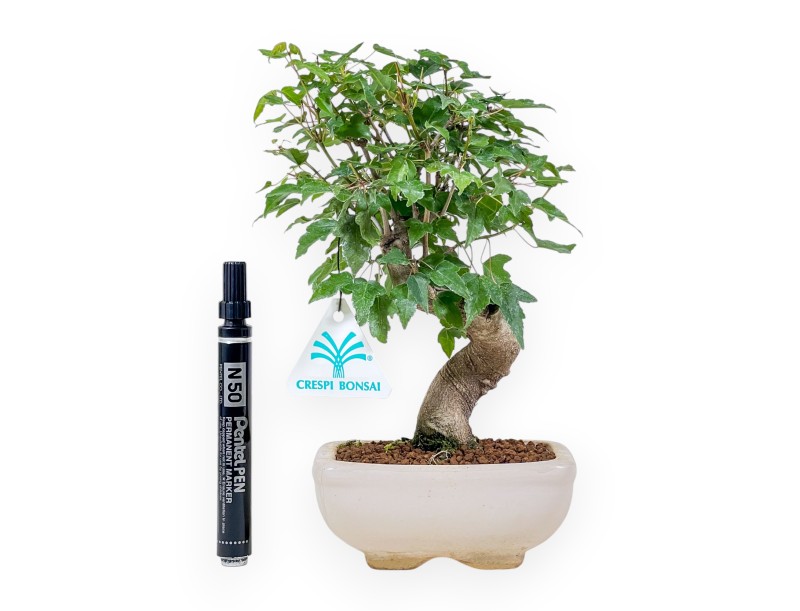 Bonsaï d'Acer buergerianum - Érable %separator% %category%
