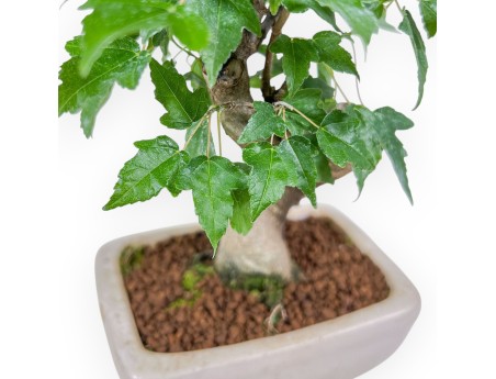 Acer buergerianum bonsai - Maple %separator% %category%