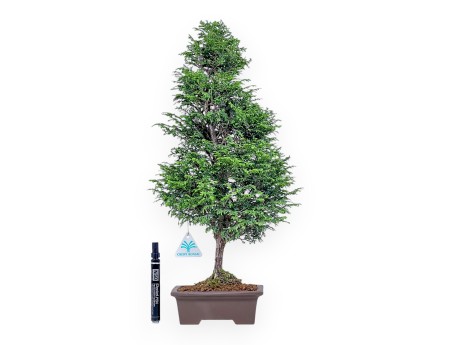 Bonsaï de Chamaecyparis obtusa %separator% %category%