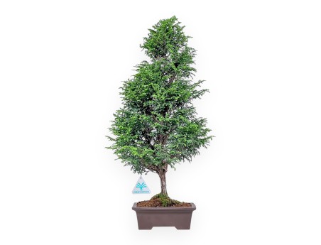 Chamaecyparis obtusa bonsai %separator% %category%
