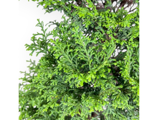Bonsái de Chamaecyparis obtusa %separator% %category% 2