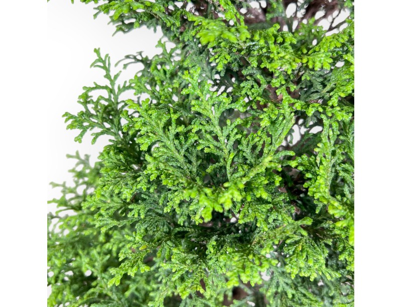 Chamaecyparis obtusa bonsai %separator% %category%