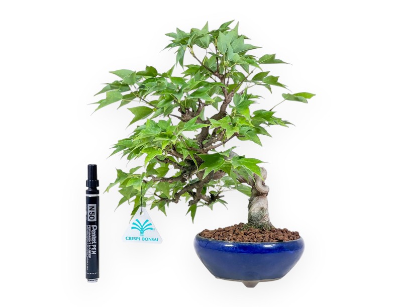 Bonsai di Acer buergerianum - Acero %separator% %category%