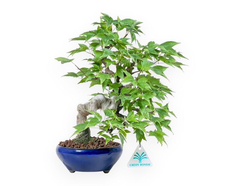 Bonsai van Acer buergerianum - Esdoorn %separator% %category%