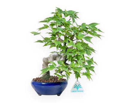 Bonsai van Acer buergerianum - Esdoorn %separator% %category%