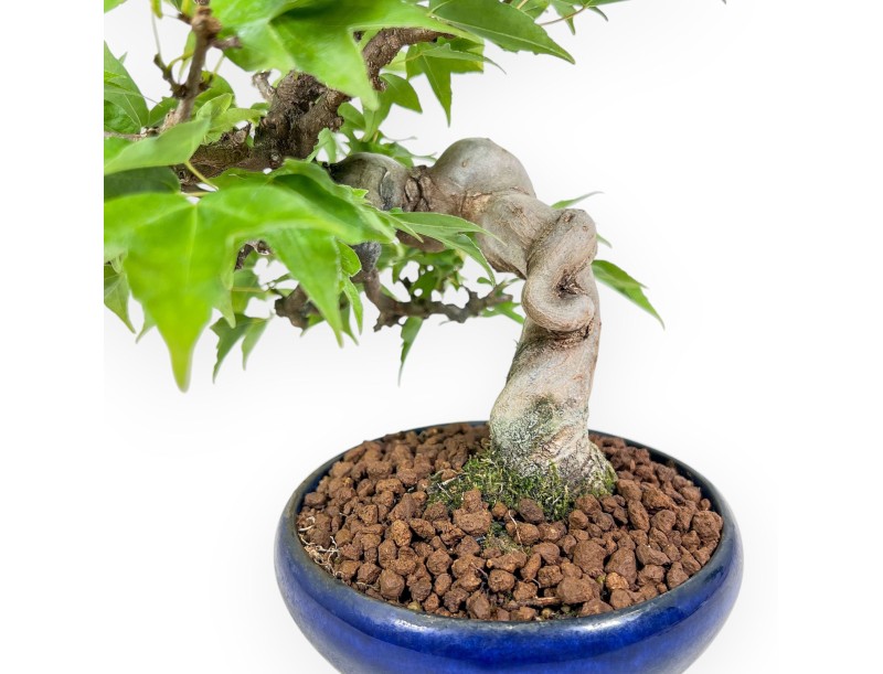 Acer buergerianum bonsai - Maple %separator% %category%
