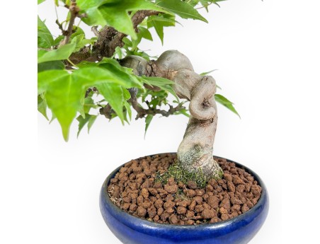 Bonsai di Acer buergerianum - Acero %separator% %category%