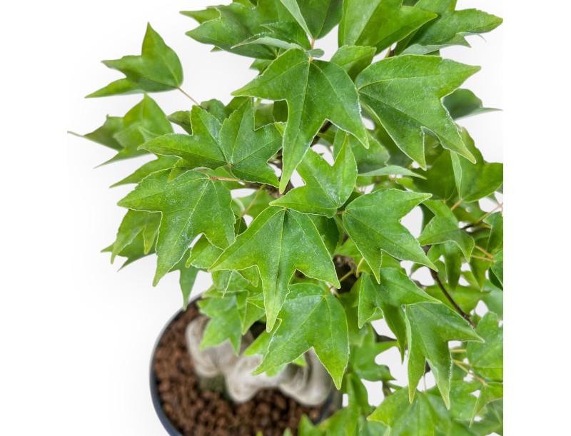 Bonsaï d'Acer buergerianum - Érable %separator% %category%