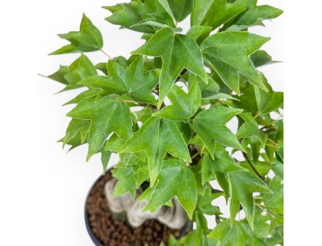 Bonsai aus Acer buergerianum – Ahorn %separator% %category%