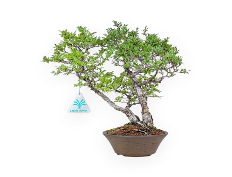 Bonsai di Ulmus parviflora - Olmo %separator% %category%