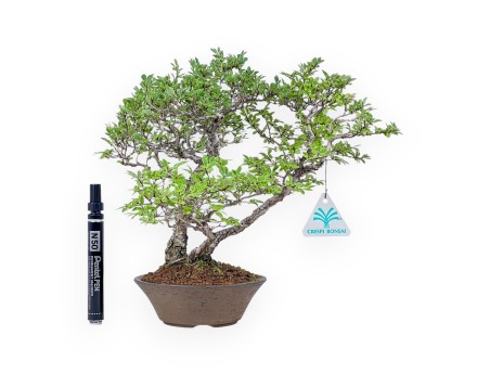 Bonsai aus Ulmus parviflora – Ulme %separator% %category%