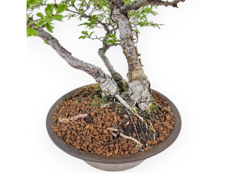 Bonsai di Ulmus parviflora - Olmo %separator% %category%