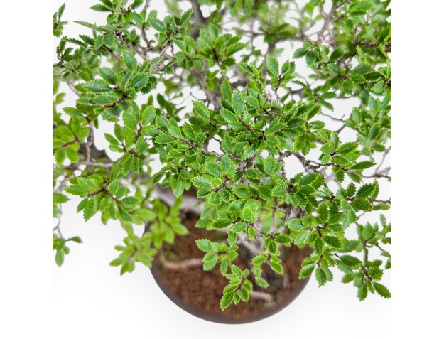 Bonsaï d'Ulmus parviflora - Orme %separator% %category% 2