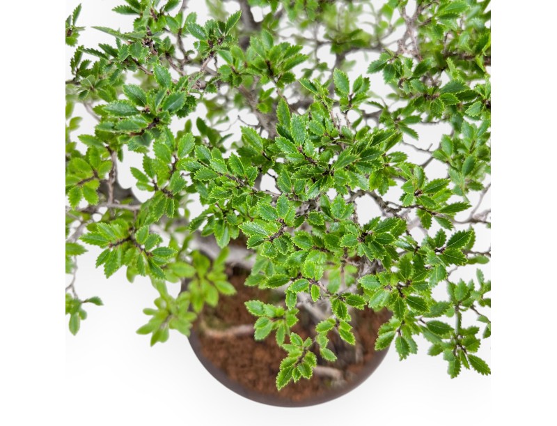 Bonsaï d'Ulmus parviflora - Orme %separator% %category%