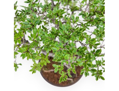 Ulmus parviflora bonsai – Elm %separator% %category%