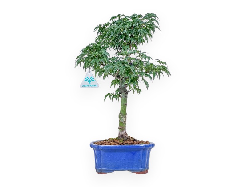 Acer palmatum Shishigashira bonsai - Maple %separator% %category%