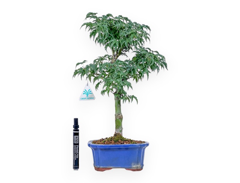 Bonsai aus Acer palmatum Shishigashira – Ahorn %separator% %category%