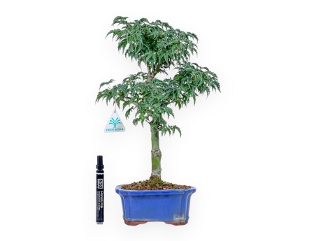 Bonsai di Acer palmatum shishigashira - Acero %separator% %category%