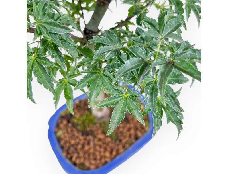 Bonsai aus Acer palmatum Shishigashira – Ahorn %separator% %category%